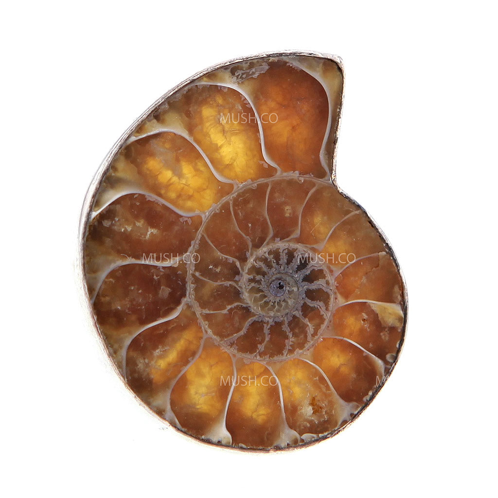 Petite Adjustable Fossil Fibonacci Sea Ammonite Sterling Silver Ring Hollywood