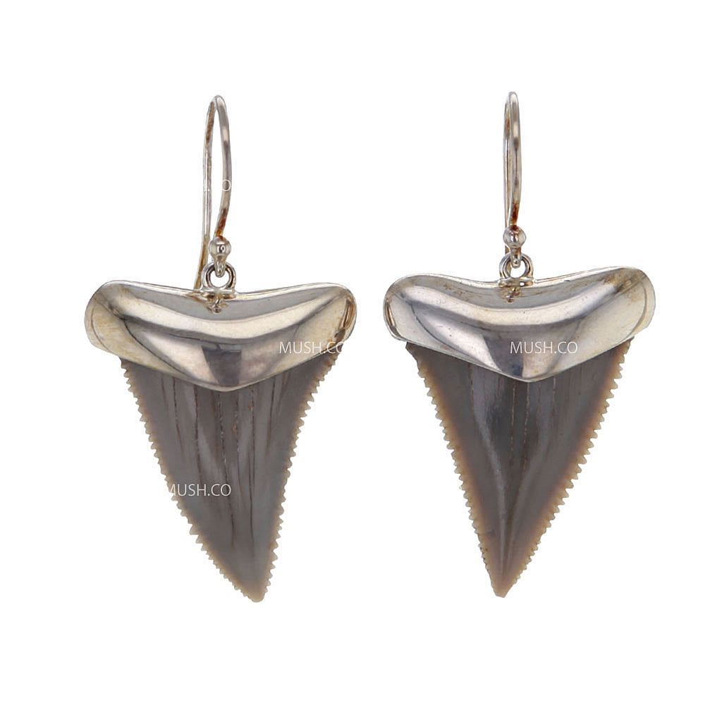 Natural Shark Tooth Sterling Silver Earrings Hollywood