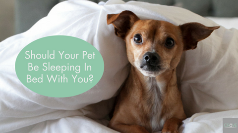 Should your pets be sleeping with you?