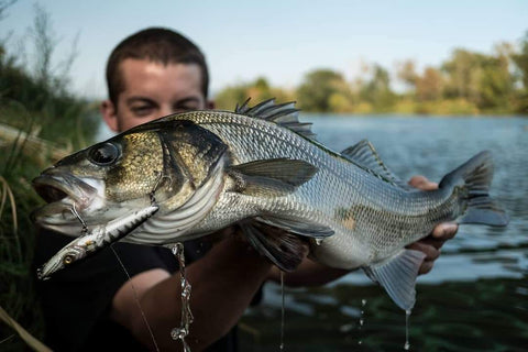 Fishus Lurenzo Espetit Fishing Lures