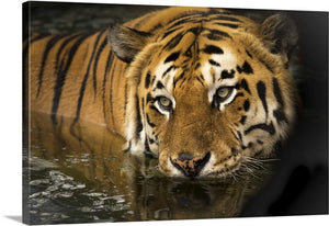 Bathing Tiger Animal Canvas Wall Art Print Accent Canvas