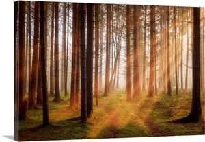 Sunbeam Forest Landscape Canvas Wall Art Print Accent Canvas