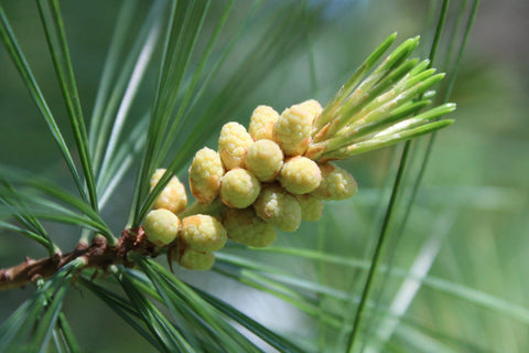 Western White Pine Allergy Info