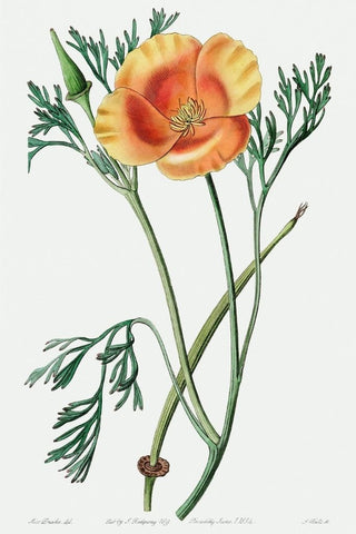 California Poppy Botanical Drawing