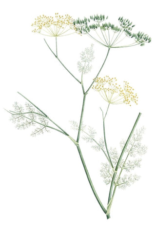 Fennel Botanical Drawing