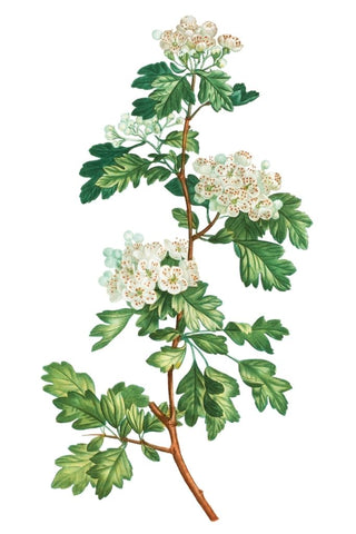 Hawthorn Botanical Drawing