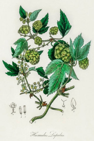 Hops Botanical Drawing