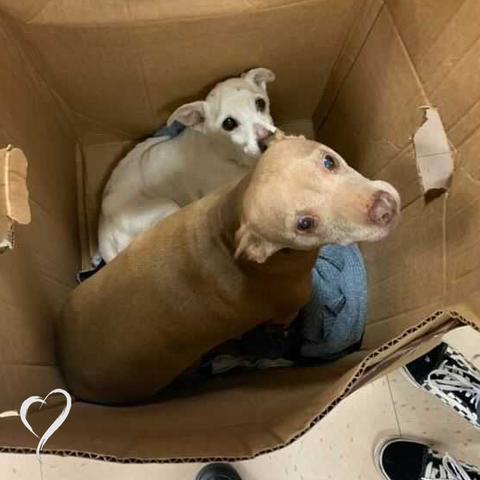 Two rescue dogs in a cardboard box