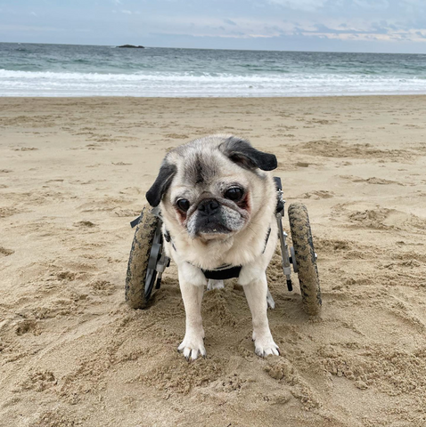 Senior pug in a wheelchair at the beach