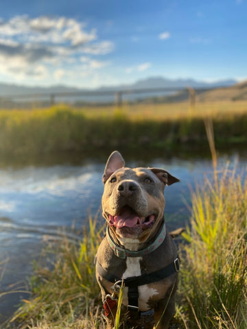 Pitbull smiling at a river