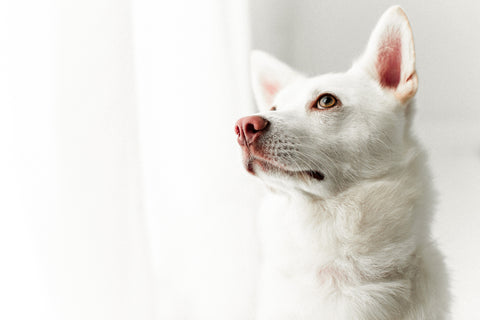 White rescue dog with pink snoot and pink ears