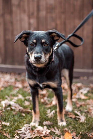 Black and brown medium sized dog standing in leaves