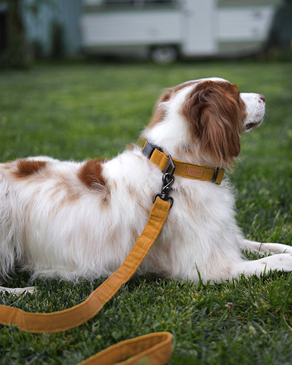 CHARLIE'S BACKYARD, Buckle Up Easy Dog Harness in Black