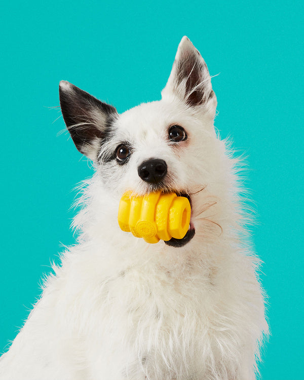 Wild One Bolt Bite Dog Toy in Moonstone at Urban Outfitters - Yahoo Shopping