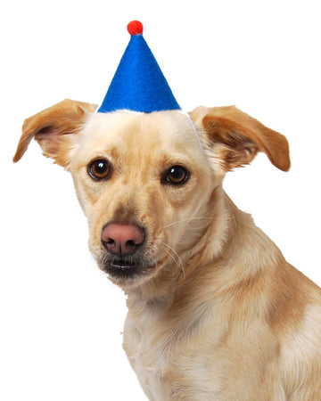 dog with party hat