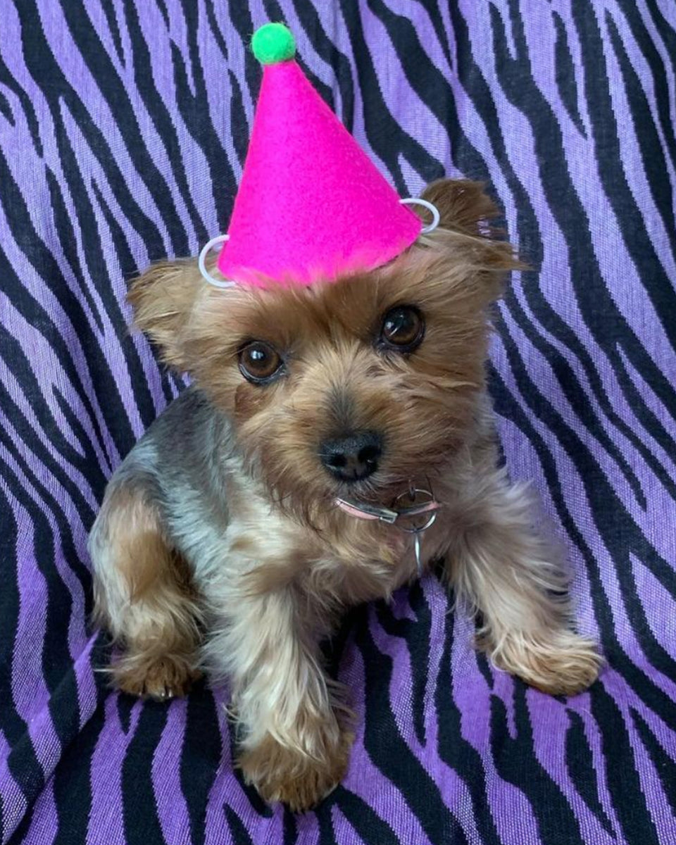 PAWTY HAT