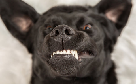 Black lab showing clean and healthy toothy smile