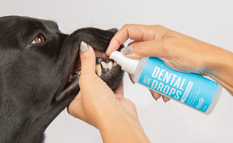 Black lab gets dental drops for his routine oral care to eliminate bad breath