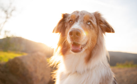 Australian Shepherd smiling in outdoor landscape