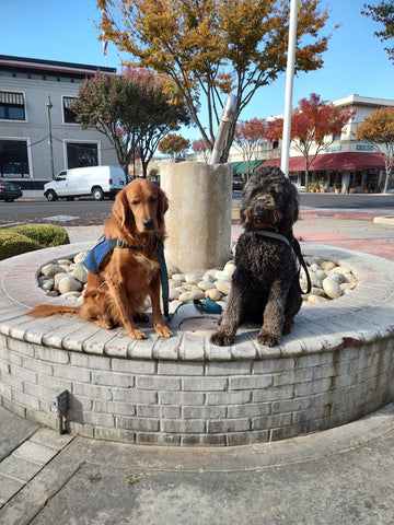 two ASDEC service dogs, golden retriever and doodle, sitting next to fountain