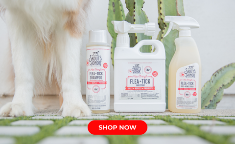 Dog legs standing next to Skout's Honor Ultimate Flea and Tick Prevention Bundle