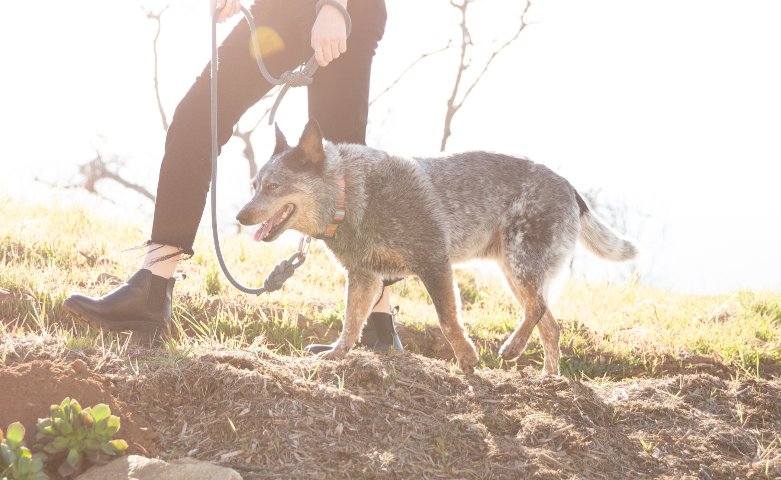 Woman walking her dog on a trail with grass and dirt. Related to article about Spring pollens, pet dander, and allergens.