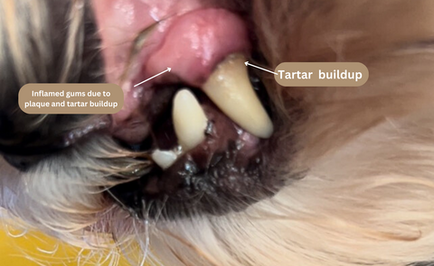 Dog with swollen gums and plaque and tartar buildup