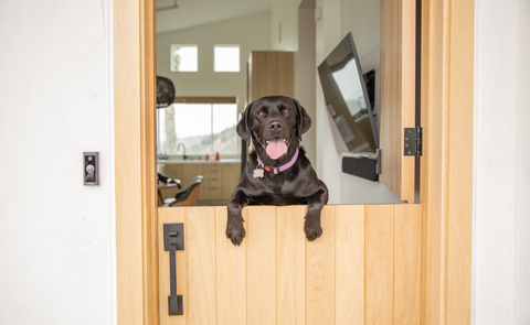 Black dog hanging over a dutch door with a happy smile