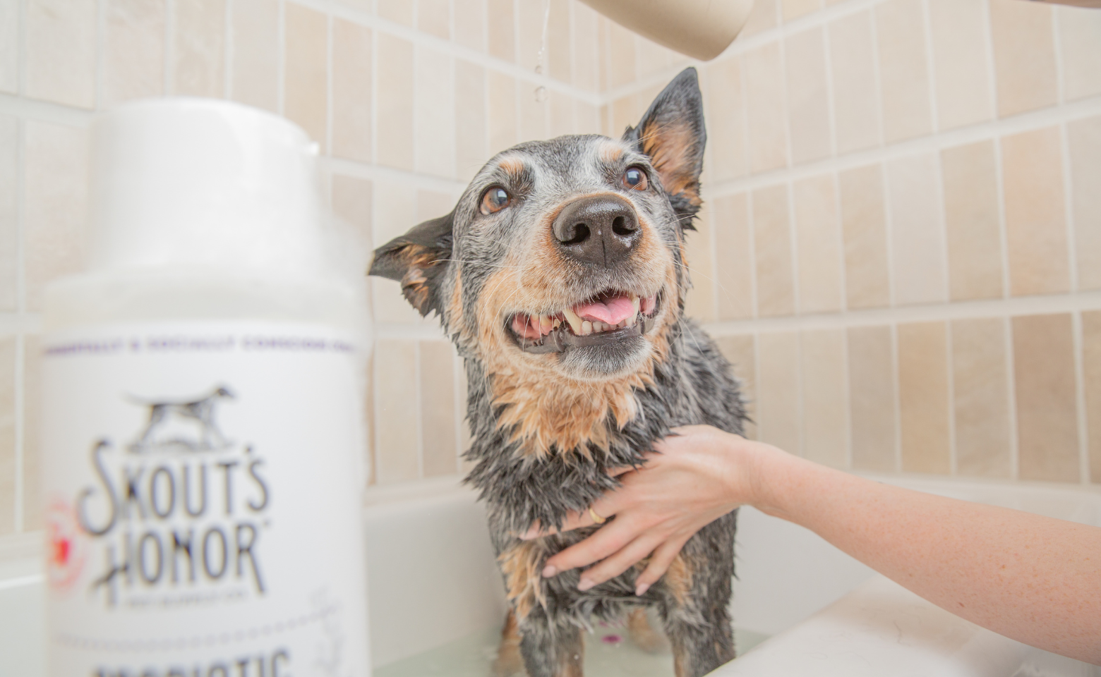 Regular dog grooming reduces spring allergens in the home