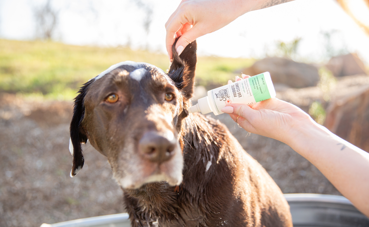 Skout's Honor Probiotic Ear Cleaner and Chocolate Lab