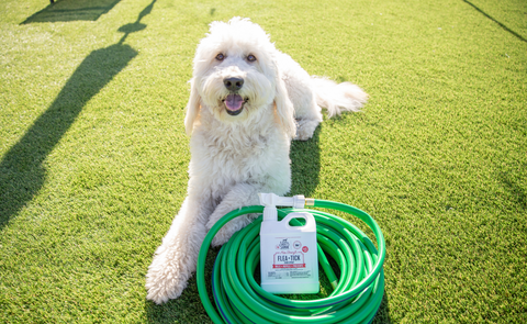 Skout's Honor Flea and Tick Yard Spray  laying next to a white Goldendoodle