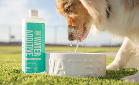 Australian Shepherd drinking Skout's Honor Water Additive out of water bowl