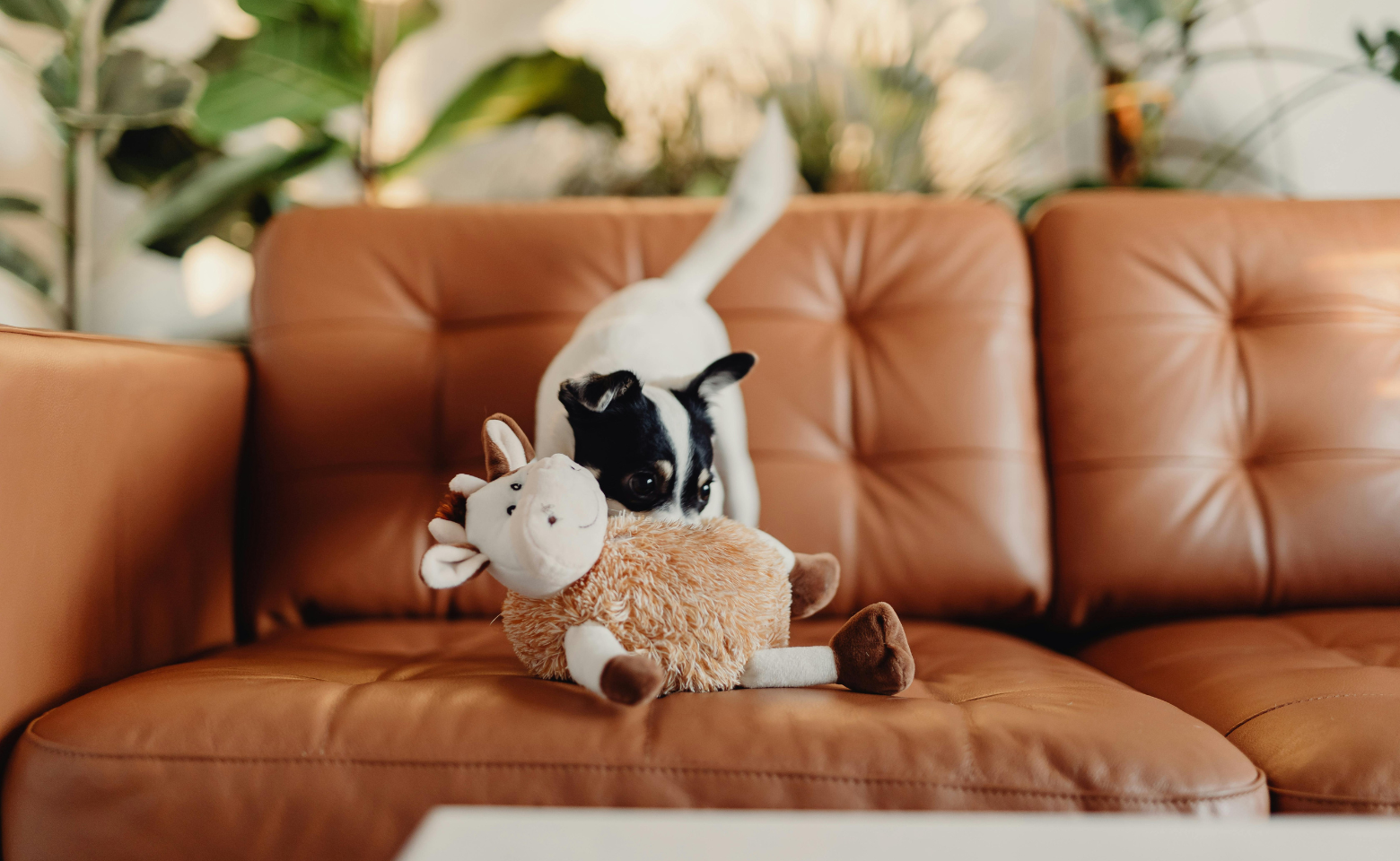 Dog on leather sofa with toy - photo by: Karolina Grabowska