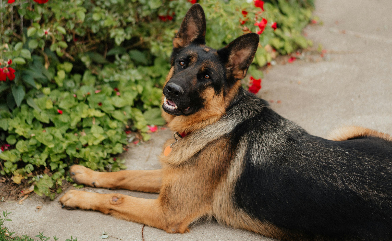 German Shepherd outside near blooming flowers