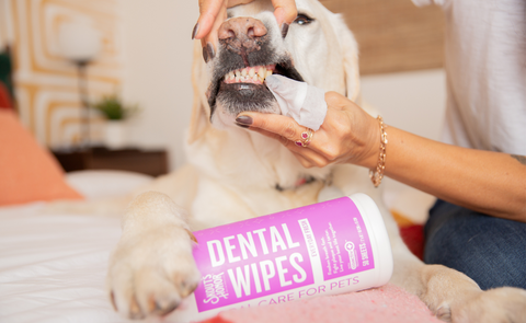 Yellow lab with pet parent getting teeth rubbed with Skout's Honor dental wipes