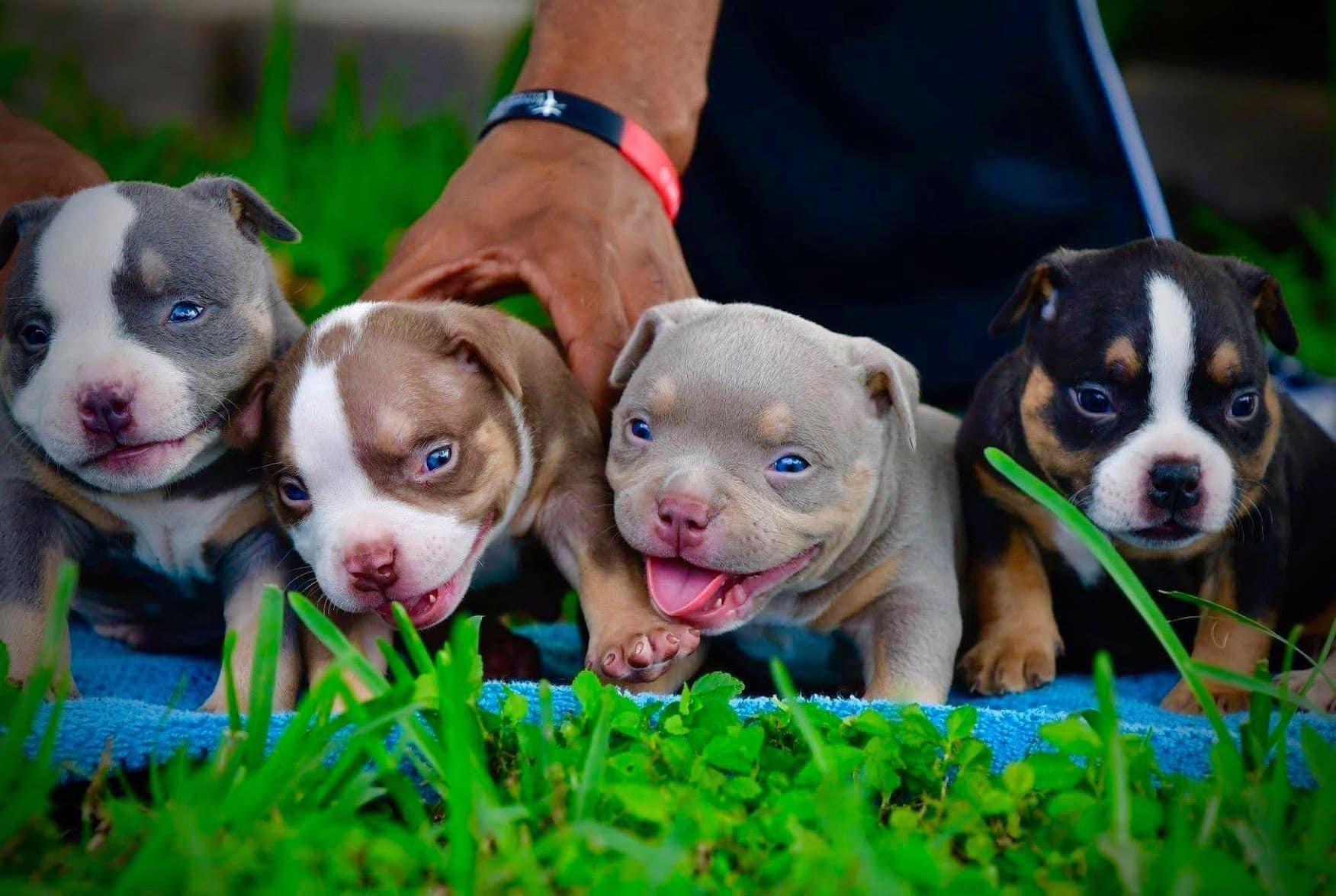 Pocket American Bully Puppies For Sale Top American Bully Breeders