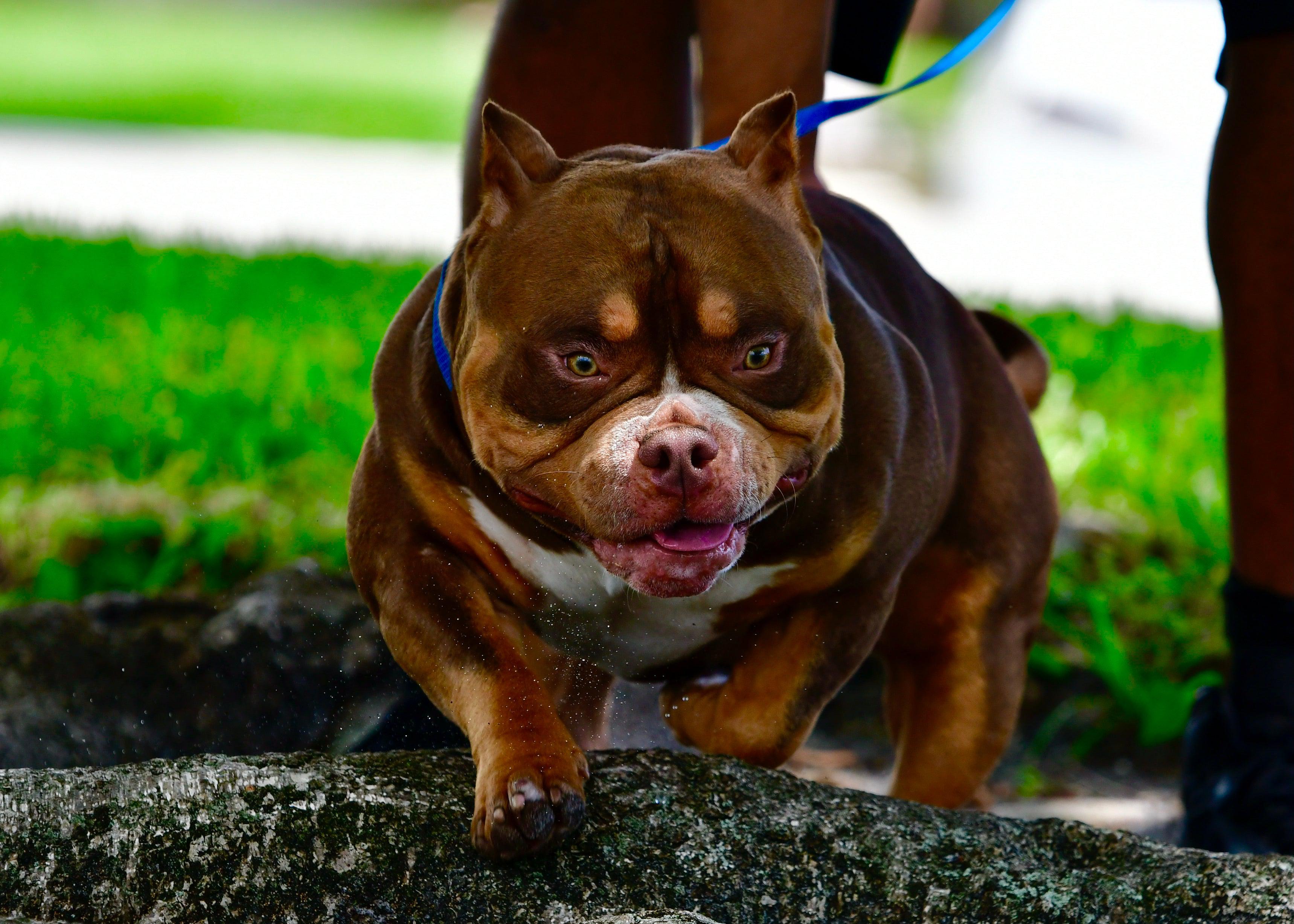 MEET KING V- SON OF $2 MILLION AMERICAN BULLY STUD LOUIS V LINE'S VENOM