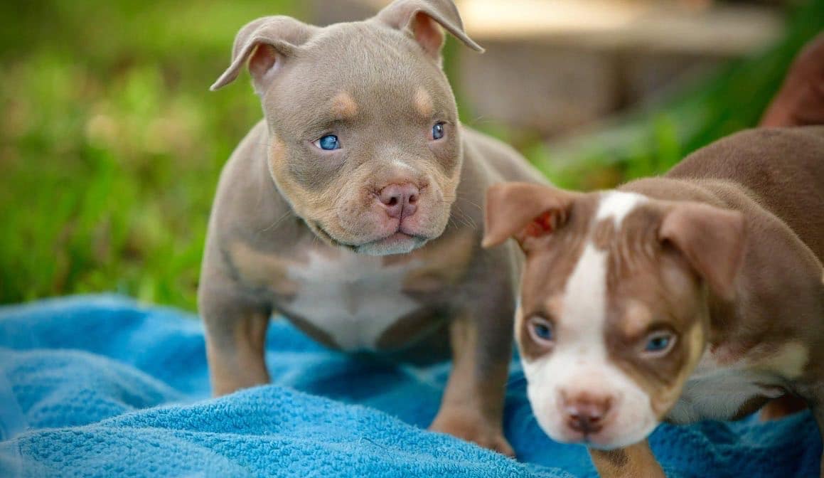 Venomline, Pocket American Bully, puppy, Stud Service, American Bully Breeders, Best Pocket Bully Kennels