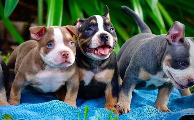 Pocket American Bully Puppies for Sale,  Extreme Pocket Bully, Venomline, American Bully Kennels, Best Pocket Bully Kennels, Pocket Bully Breeders, Pocket Bully Kennels, Top American Bully Breeders, Best Bully Bloodlines