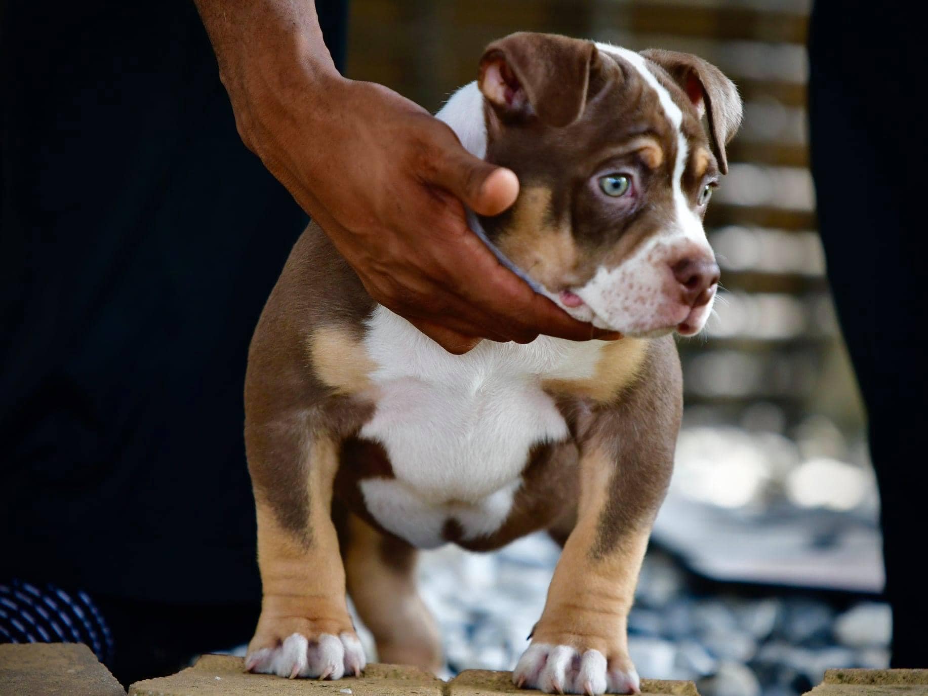 Pocket American Bully Puppies for Sale,  Extreme Pocket Bully, Venomline, American Bully Kennels, Best Pocket Bully Kennels, Pocket Bully Breeders, Pocket Bully Kennels, Top American Bully Breeders, Best Bully Bloodlines