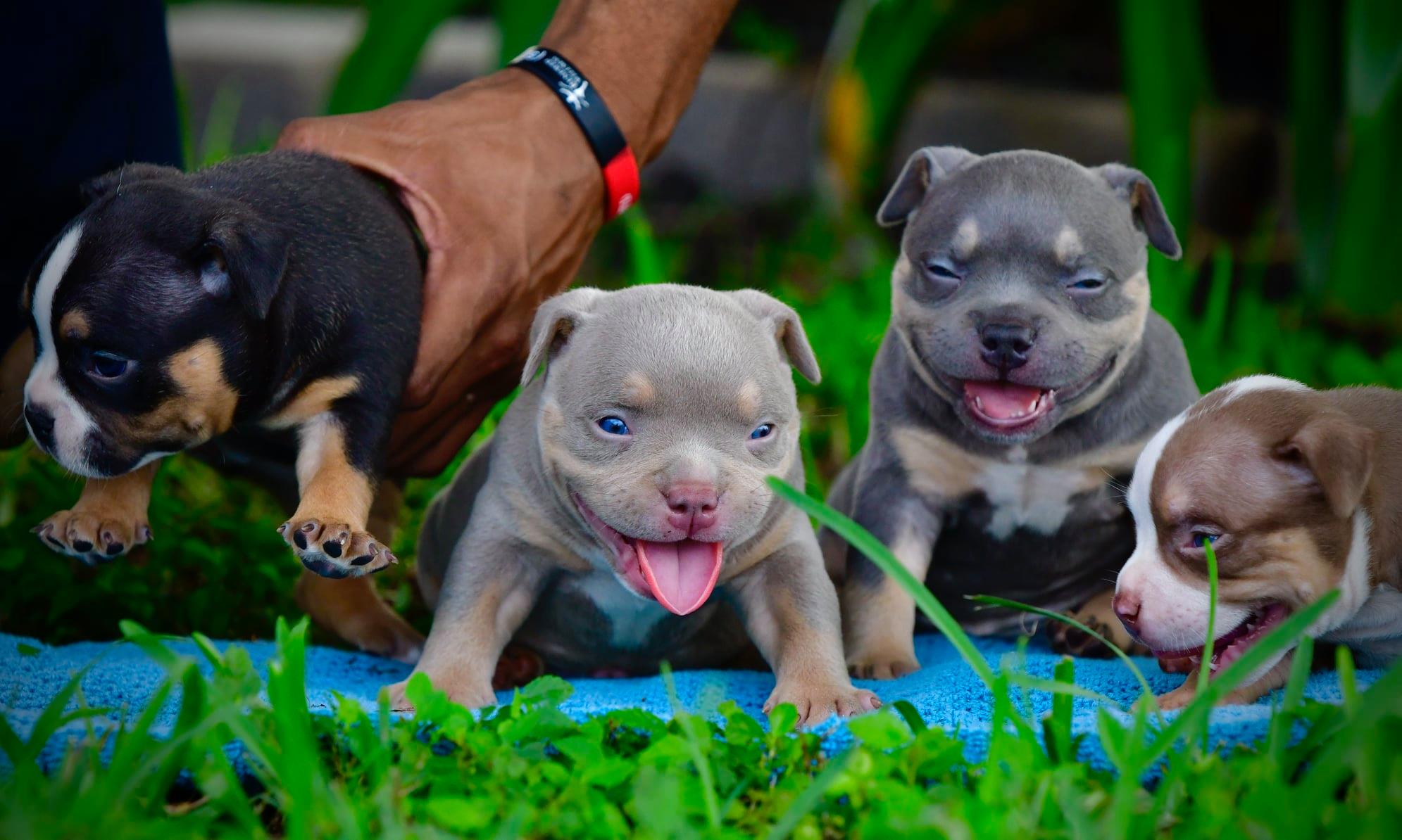 American Bully Stud Service, Pocket Bully Stud Service, Top American Bully Breeders, American Bully Studs, Top Pocket Bully Breeders, Pocket Bully Breeders, Micro Bully, Exotic bully, puppies, puppies for sale