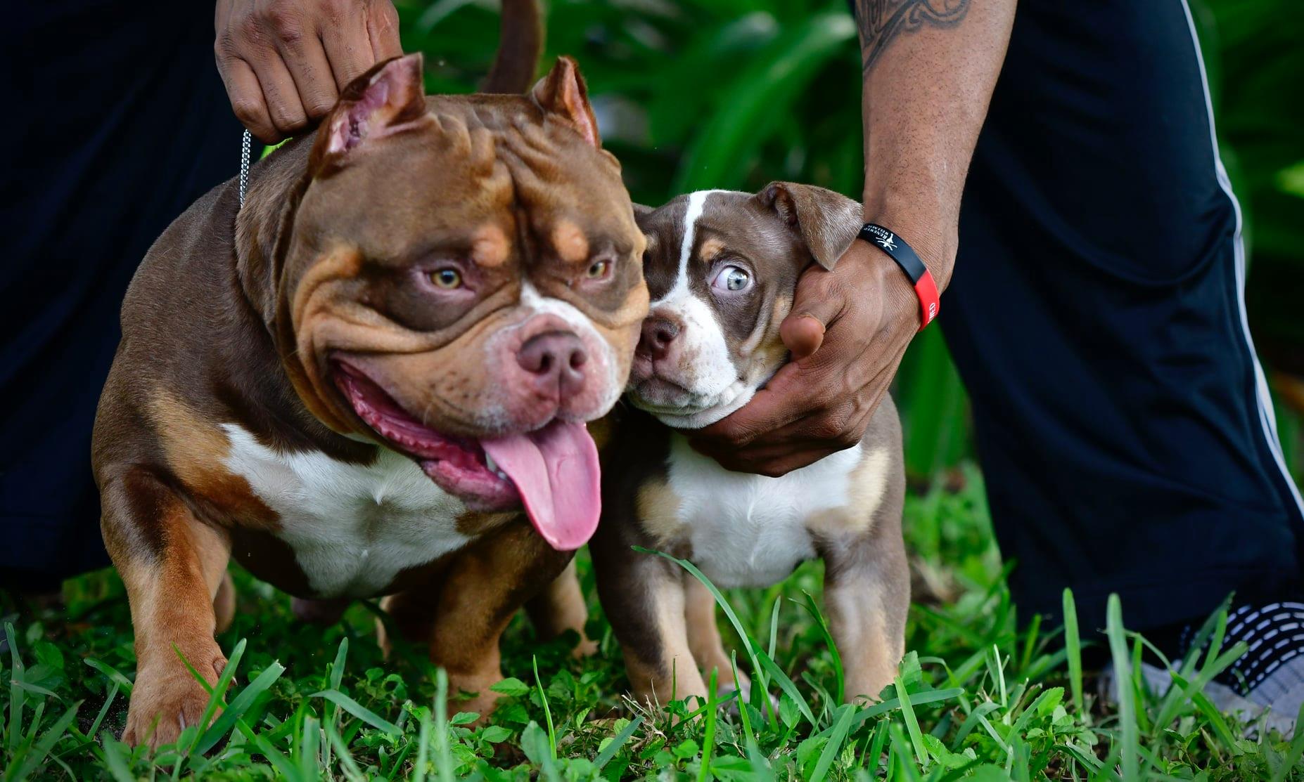 Pocket American Bully Puppies for Sale,  Extreme Pocket Bully, Venomline, American Bully Kennels, Best Pocket Bully Kennels, Pocket Bully Breeders, Pocket Bully Kennels, Top American Bully Breeders, Best Bully Bloodlines