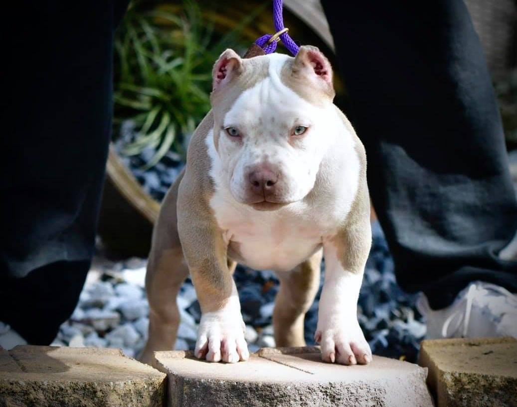 Pocket American Bully Puppies for Sale,  Extreme Pocket Bully, Venomline, American Bully Kennels, Best Pocket Bully Kennels, Pocket Bully Breeders, Pocket Bully Kennels, Top American Bully Breeders, Best Bully Bloodlines