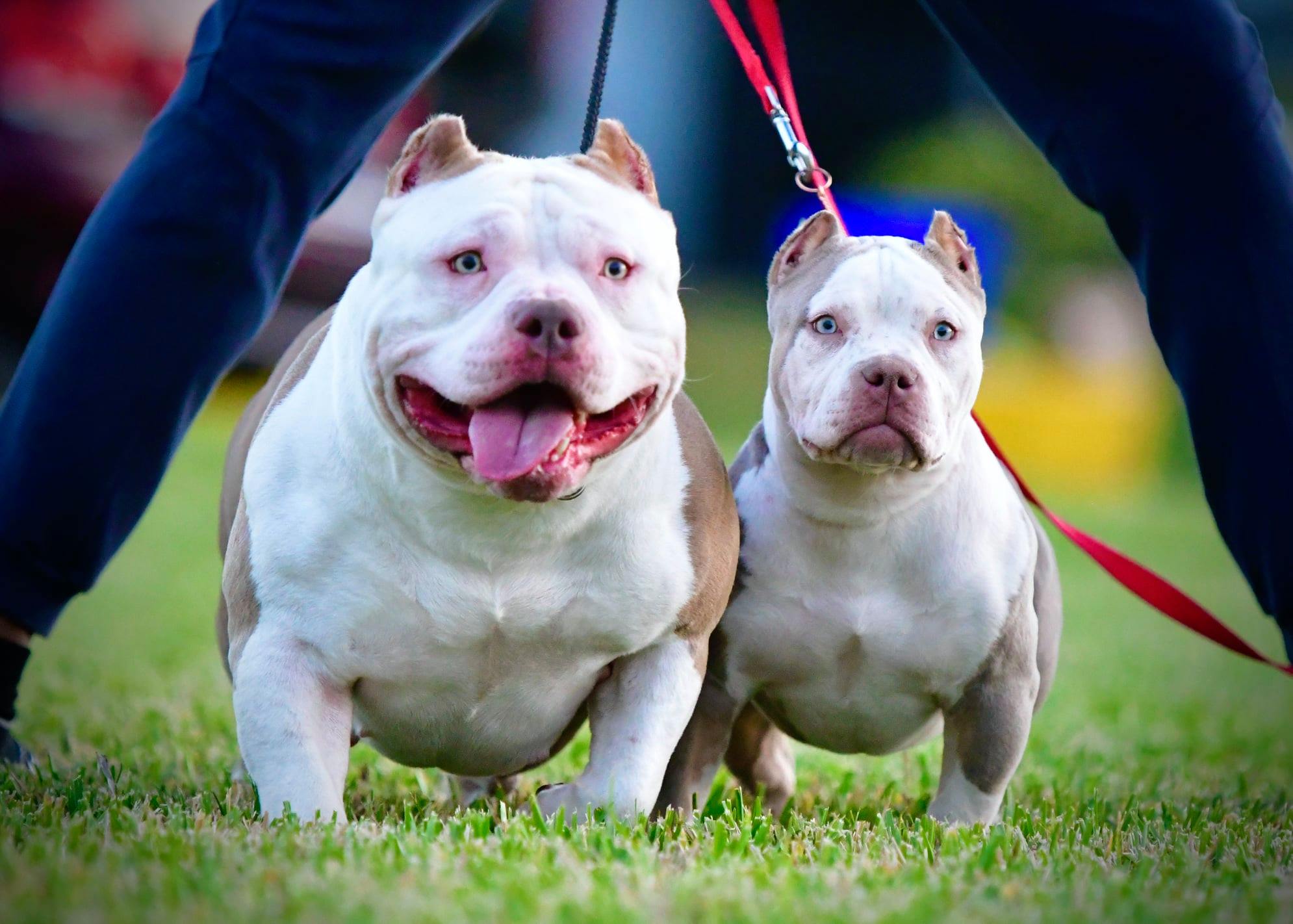 Louis V Line's Venom, Louis V Line's Hustler, Lil V, Prince V, Venomline, NMG Bullies, top pocket bully kennels