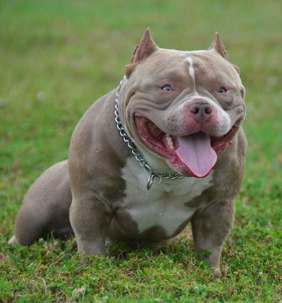 Best Extreme Pocket Bully | Louis V Line's Venom | Texas Size Bullies