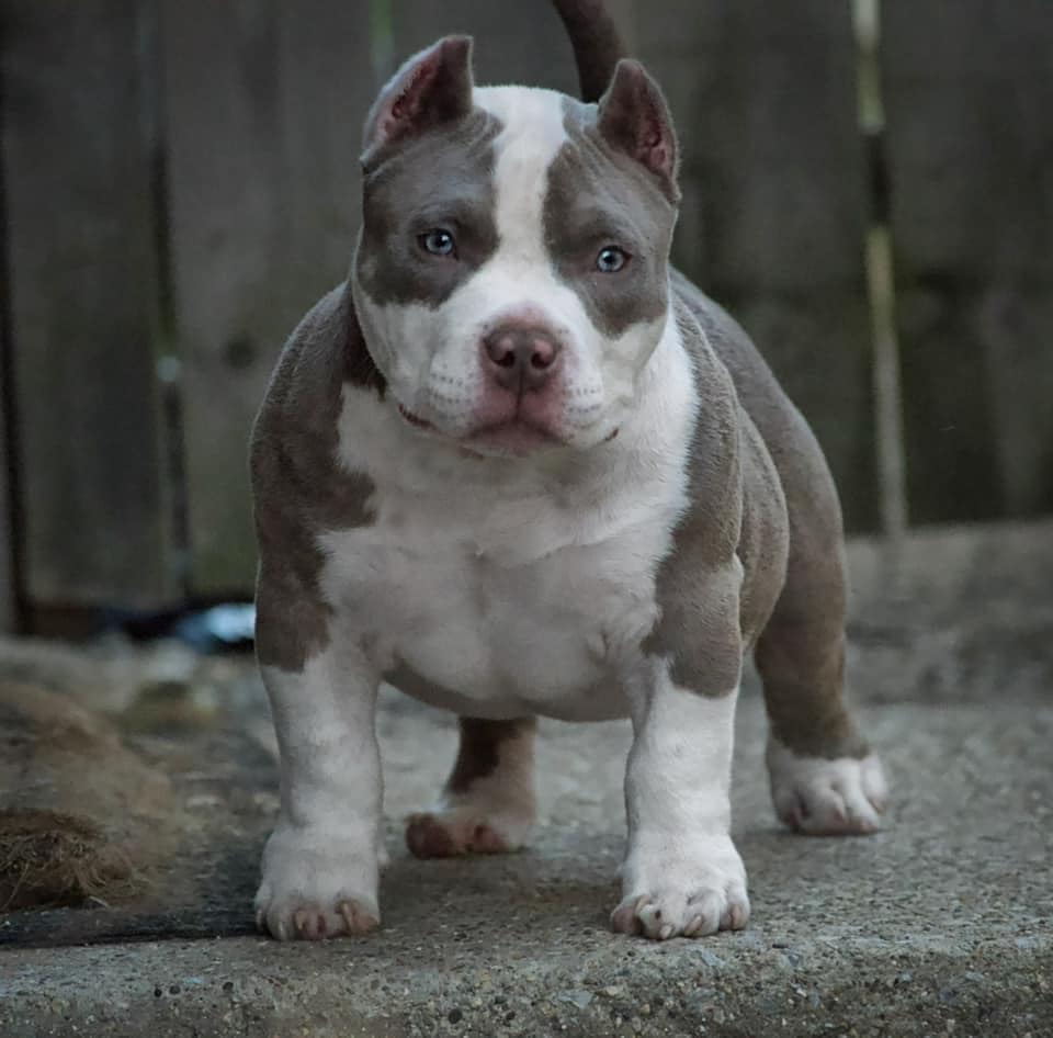 micro bully dogs