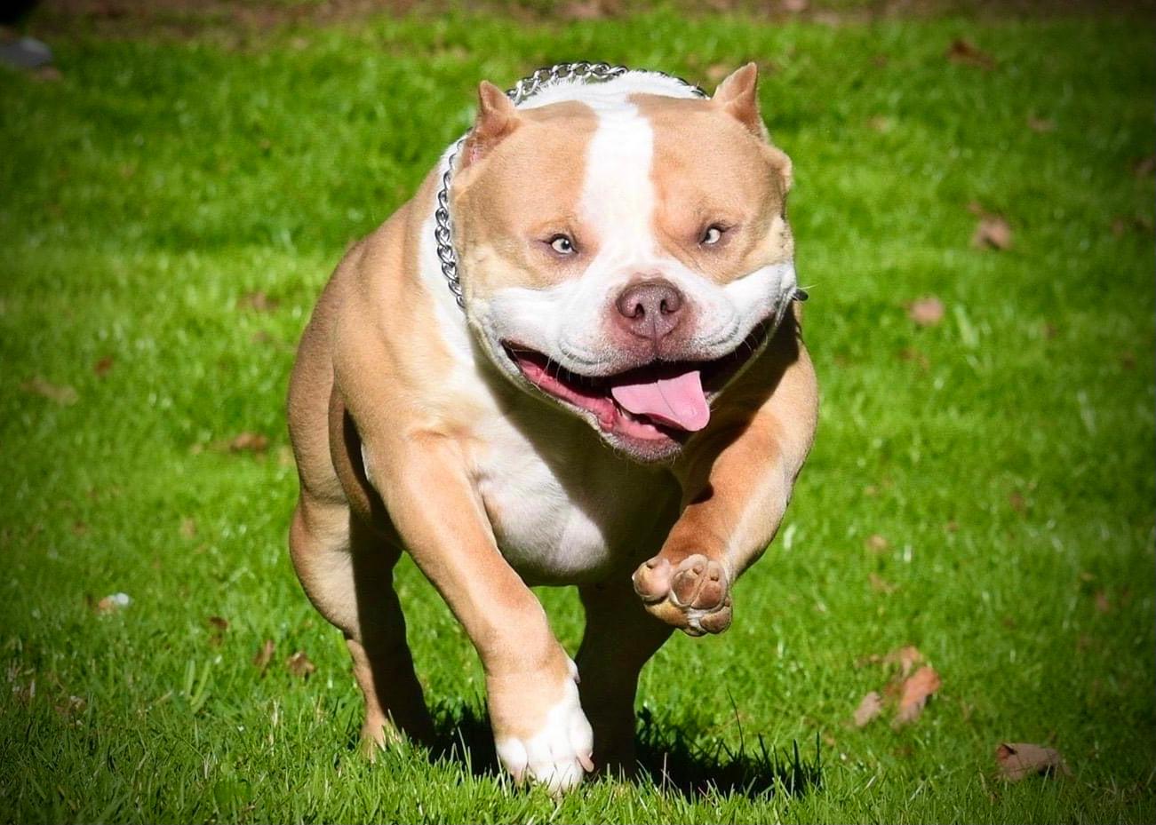 top american bully breeders 2022, best bloodlines, top studs, bully, stud service, puppies for sale, venomline, phoking style, muscletone, louis v line