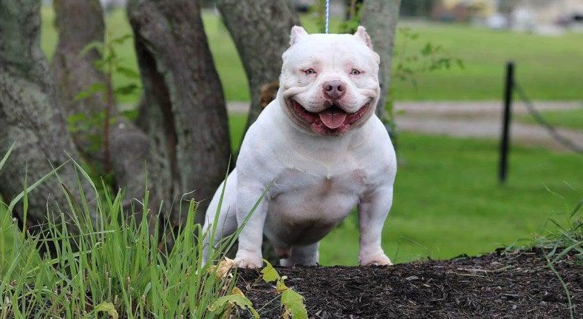 Black Tri Color, AmThe Best Pocket Bully Breeders, Micro Bully Breeders, Best Kennels & Breeders, Daxline, Venomline, Louis V Line Bullys, Muscletone Bullies, ABKC Champion, Stud Service, Top Studs