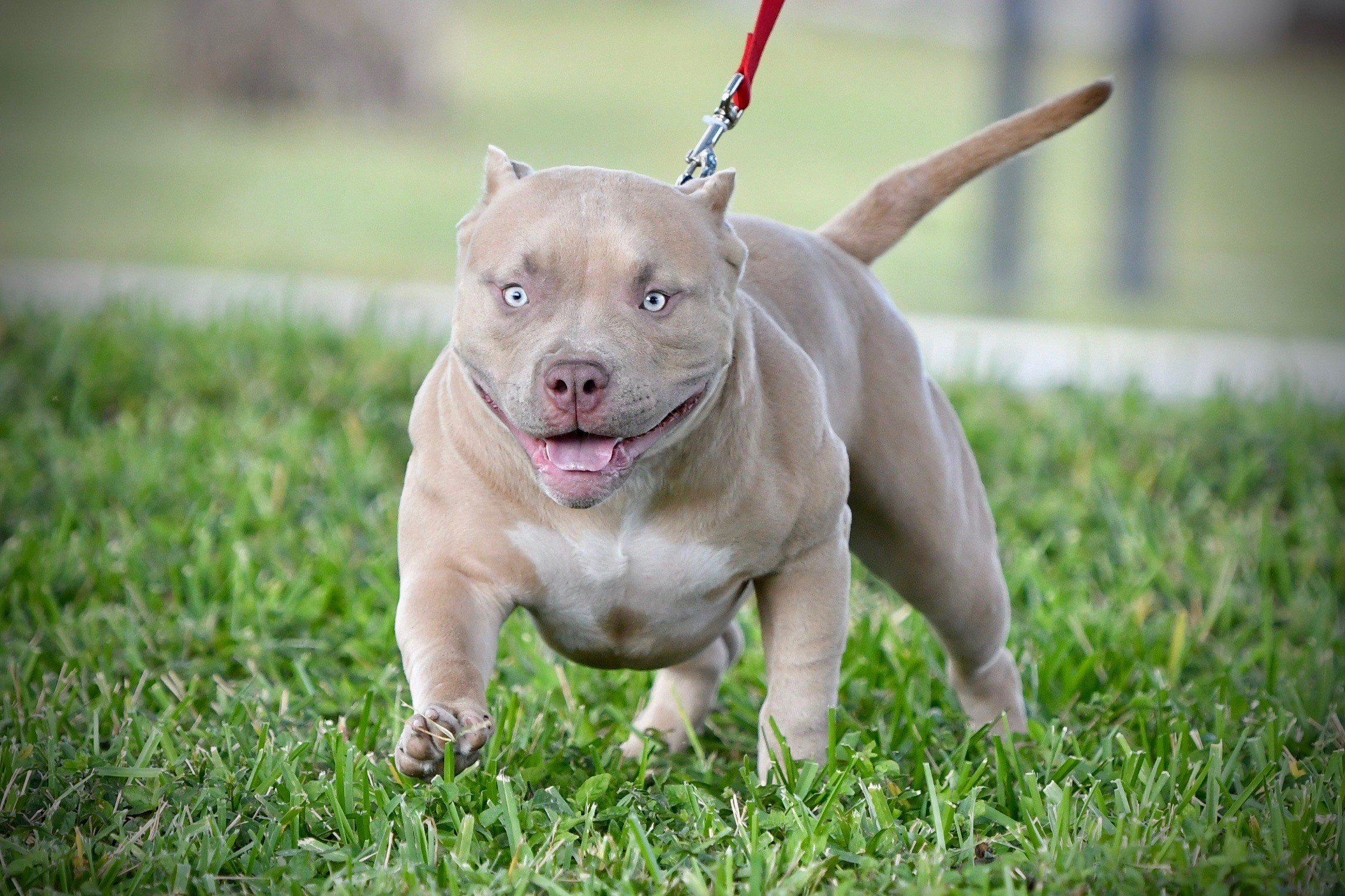 Pocket American Bullies, Top American Bully Breeders, Best American Bully Kennels, Stud Service, Studs, ABKC, Champions, American Bully Puppies For Sale, Venomline, Daxline, Louis V Line Bullys, Muscletone Bullys, Micro bully, Exotic Bully, puppies