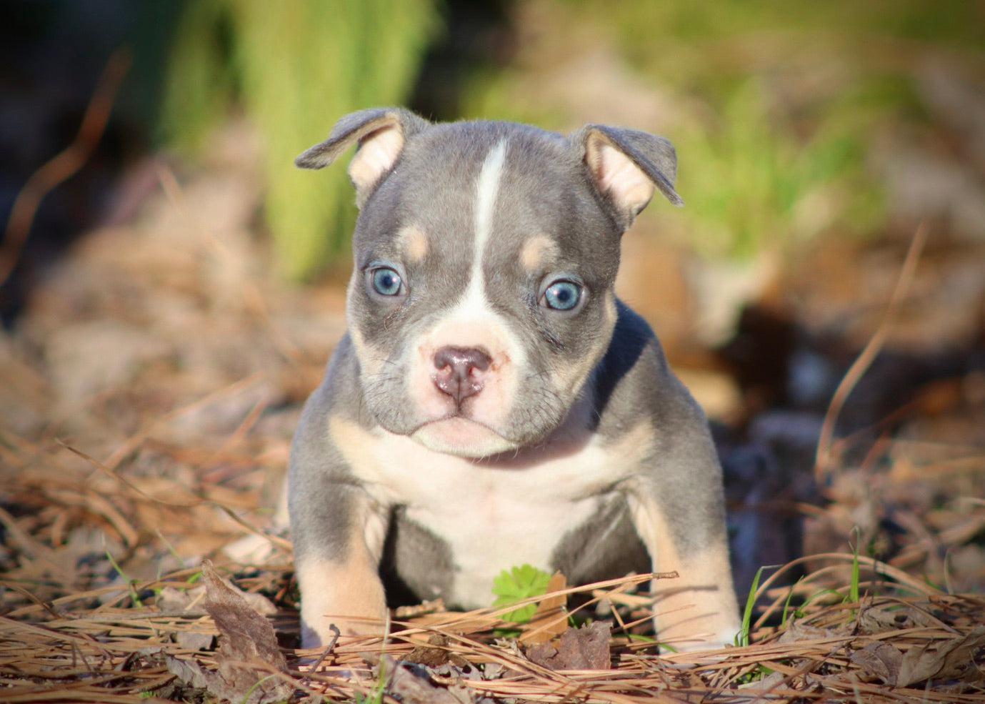 Upcoming Breedings | Pocket American Bully Puppies for Sale